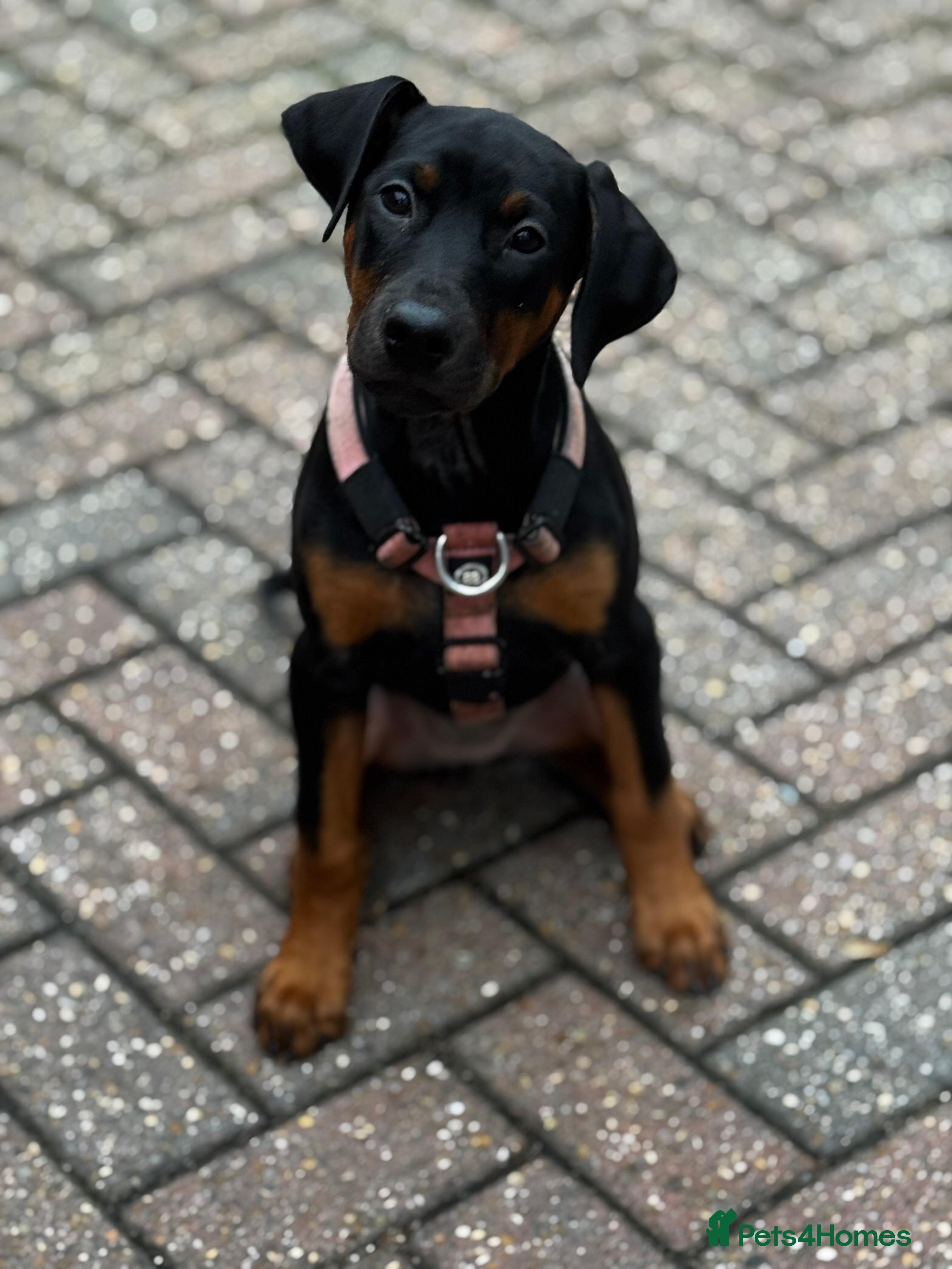 Mixed Breed dogs Dobermann hybrid. 1 female/male available  - Advert 2