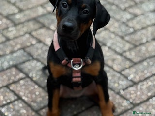 Mixed Breed dogs Dobermann hybrid. 1 female/male available - Advert 3