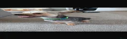 Yorkshire Terrier dogs for sale: Beautiful 1 year old Yorkshire Terrier - Advert 6