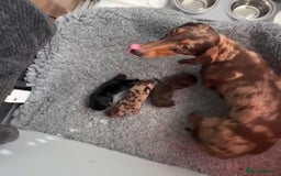 Miniature Dachshund dogs for sale: Tiny miniature dachshund puppies  - Image 2