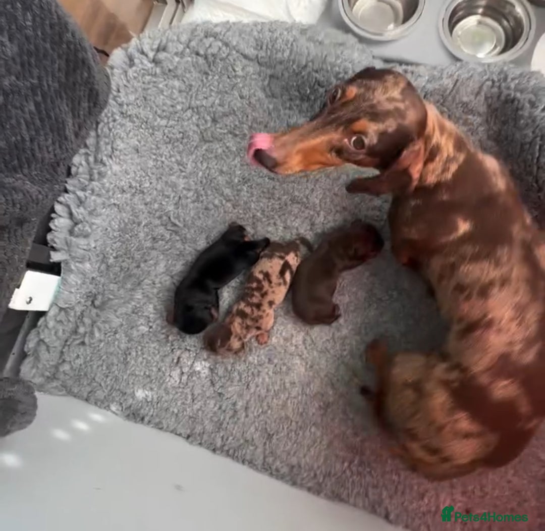 Miniature Dachshund dogs for sale: Tiny miniature dachshund puppies  - Image 2