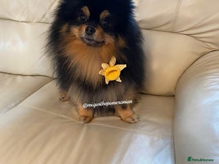 Pomeranian dogs in Ebbw Vale - Advert 5