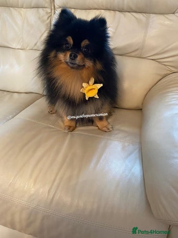 Pomeranian dogs in Ebbw Vale - Advert 12