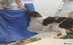 Mixed Breed dogs for adoption: Tilda  - Image 14