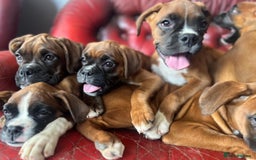 Boxer dogs for sale: 🐾 KC registered Boxer puppies 🐾  - Image 4
