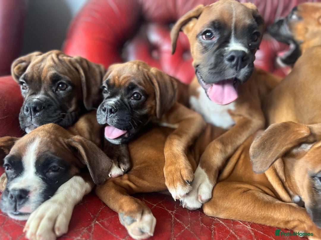 Boxer dogs for sale: 🐾 KC registered Boxer puppies 🐾  - Image 4