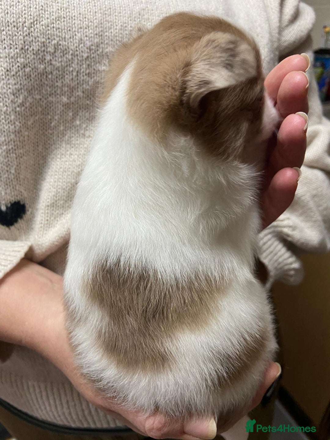 Pomchi dogs for sale: Stunning Pomchi’s - Advert 30