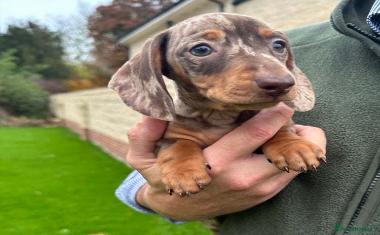 Miniature Dachshund dogs - Advert 13