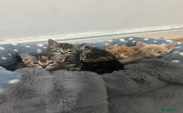 Mixed Breed cats - Advert 14
