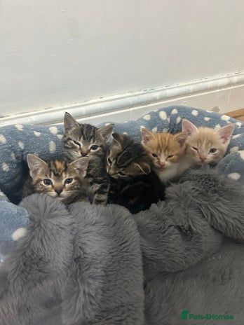 Mixed Breed cats - Advert 14