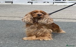 Cocker Spaniel dogs for sale: Pedigree show cockers, sable & golden - Image 14