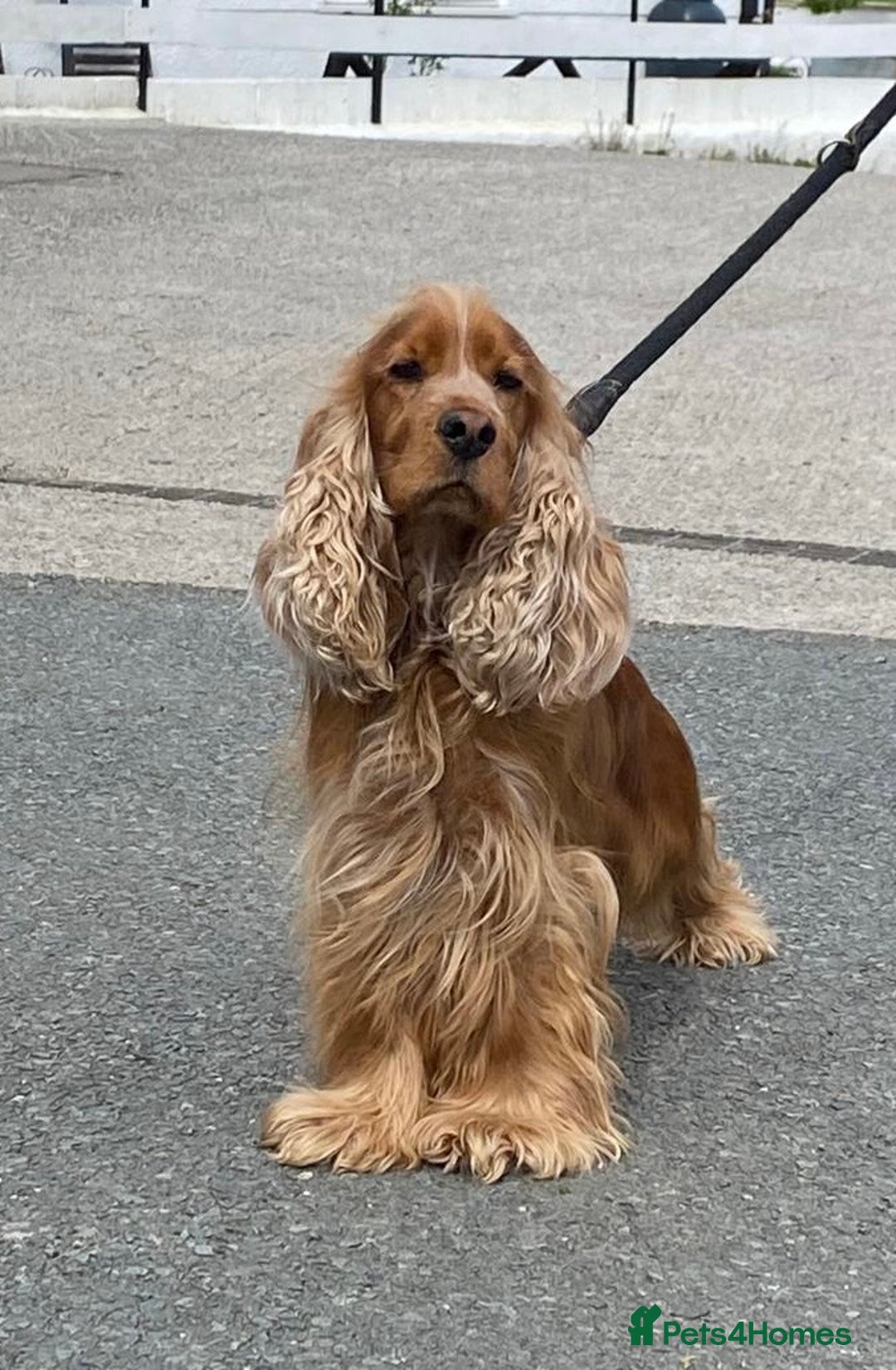 Cocker Spaniel dogs for sale: Pedigree show cockers, sable & golden - Image 14