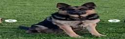 German Shepherd dogs for sale: Rare Blue & black & white german shepherd puppies - Advert 18