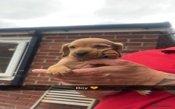 Mixed Breed dogs for sale: Beautiful Sprizla Puppies  - Image 1