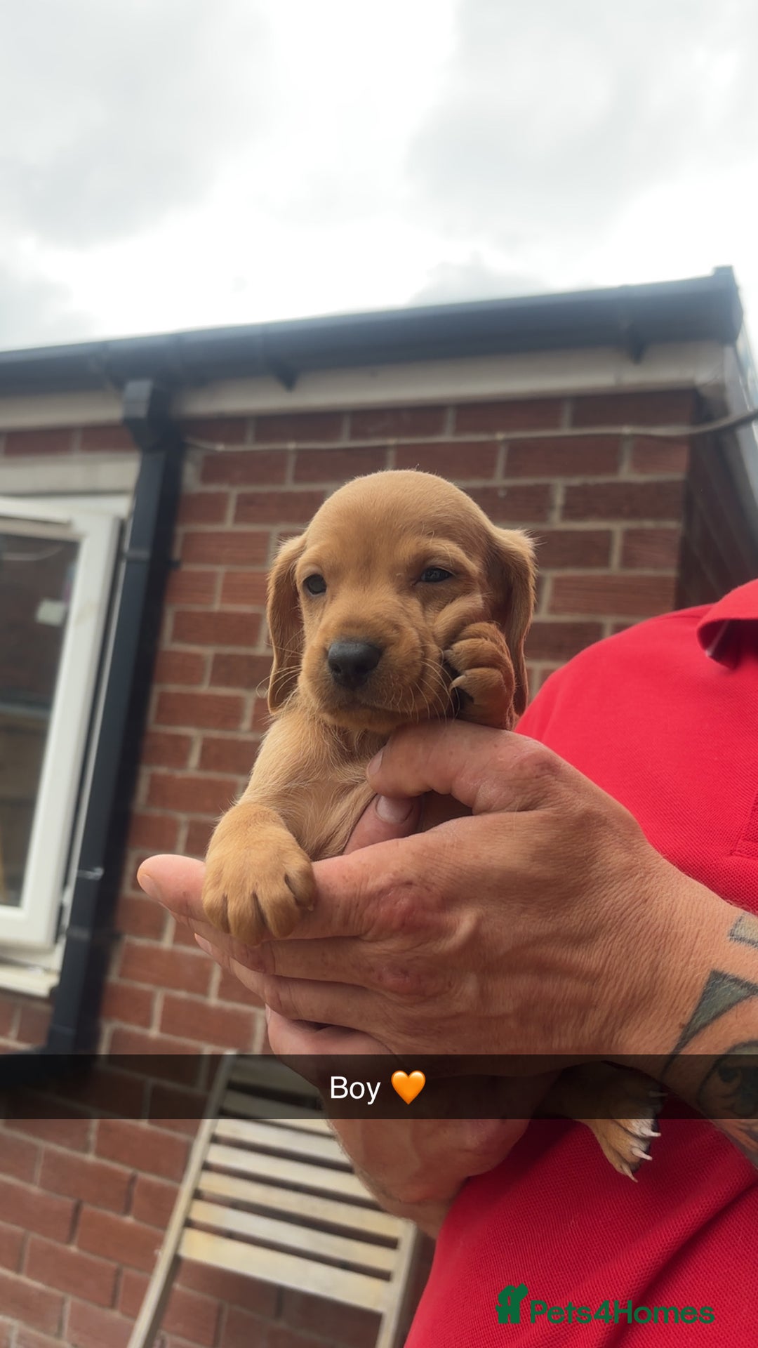 Mixed Breed dogs for sale: Beautiful Sprizla Puppies  - Image 1