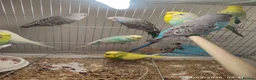 Budgerigars birds for sale: Budgies  in London - Advert 10