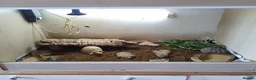 Tortoise reptiles for sale: 2 tortoises  - Advert 4