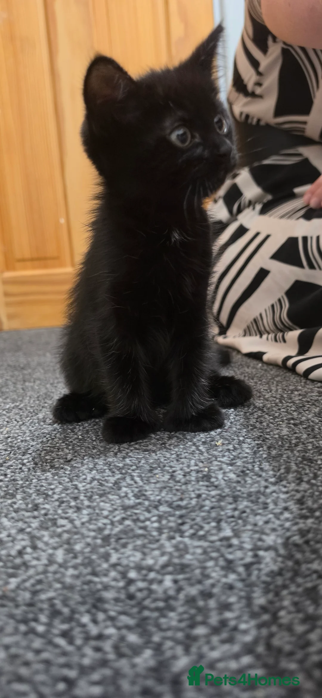 Mixed Breed cats for sale: 1 ginger 2 black kittens - Advert 2