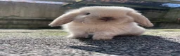 Mini Lop rabbits for sale: Gorgeous mini lop boy looking for his forever home - Advert 2