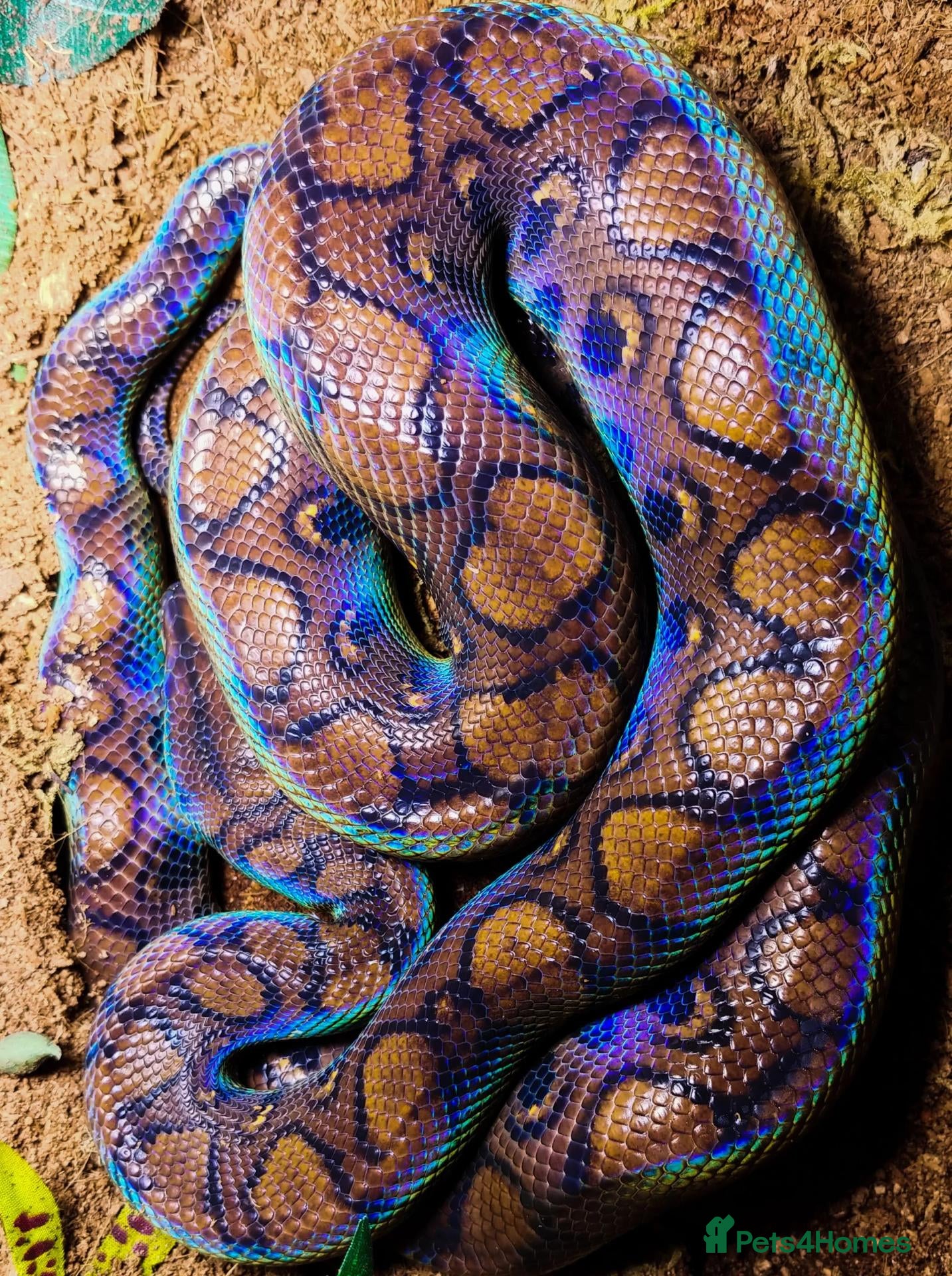 Boa Snake reptiles Brazilian Rainbow Boa and glass terrarium - Advert 1