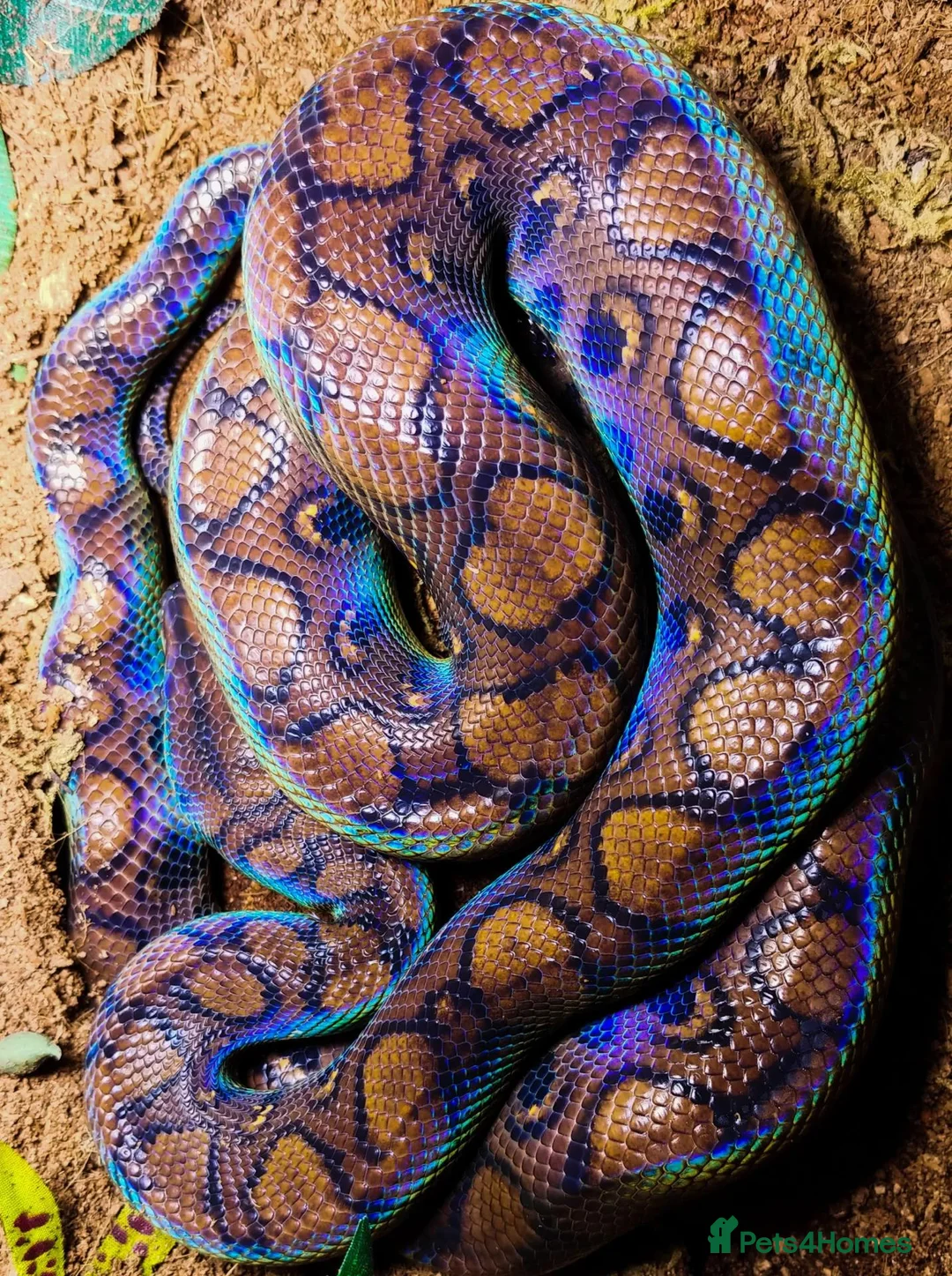 Boa Snake reptiles for sale: Brazilian Rainbow Boa and glass terrarium - Advert 1