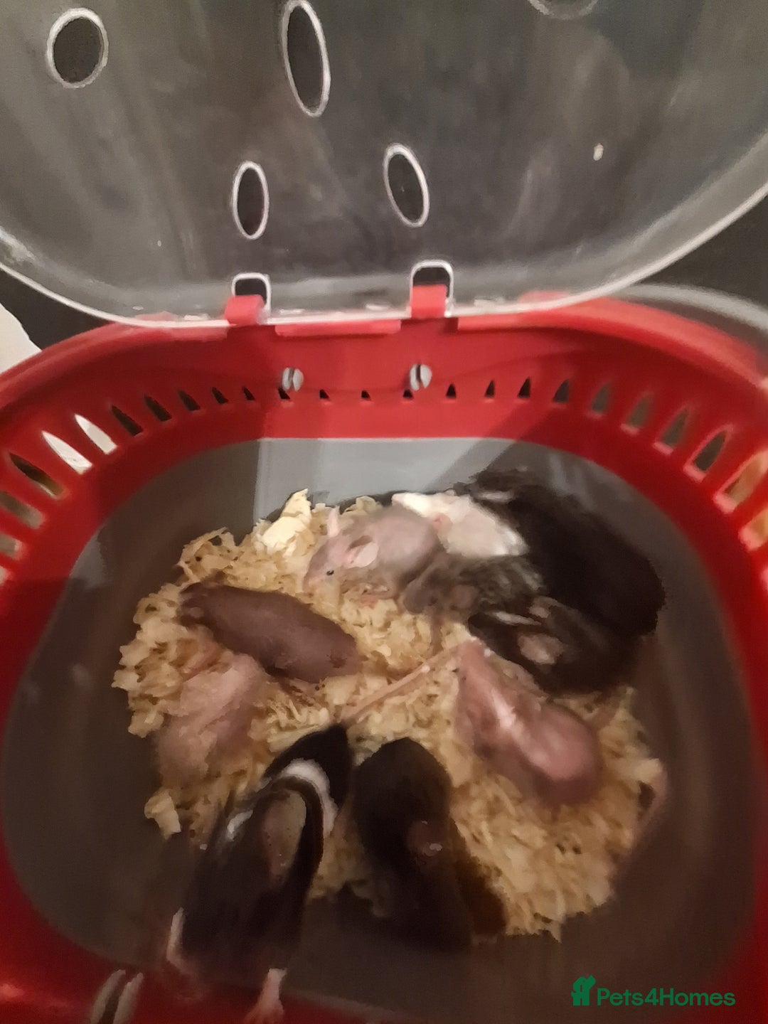 Mouse rodents for sale: Fancy pet mice for sale £8 each  - Advert 6