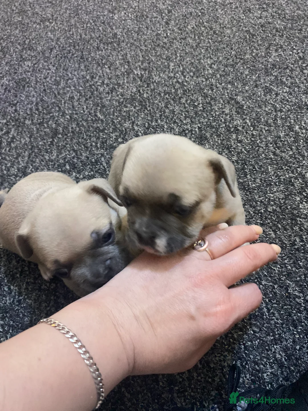 Mixed Breed dogs for sale: French bulldog - Advert 3