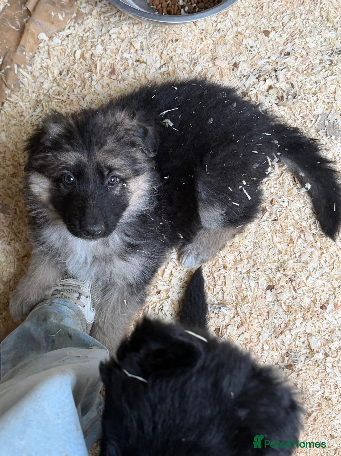 German Shepherd dogs German Shepherd puppies - Advert 1