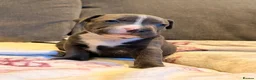 Staffordshire Bull Terrier dogs for sale: Staffy Puppies  - Advert 17