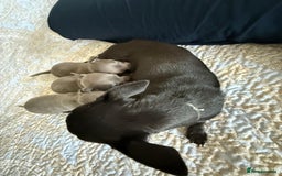 Chihuahua dogs for sale: Best quality Pedigree Puppies KC  - Image 22