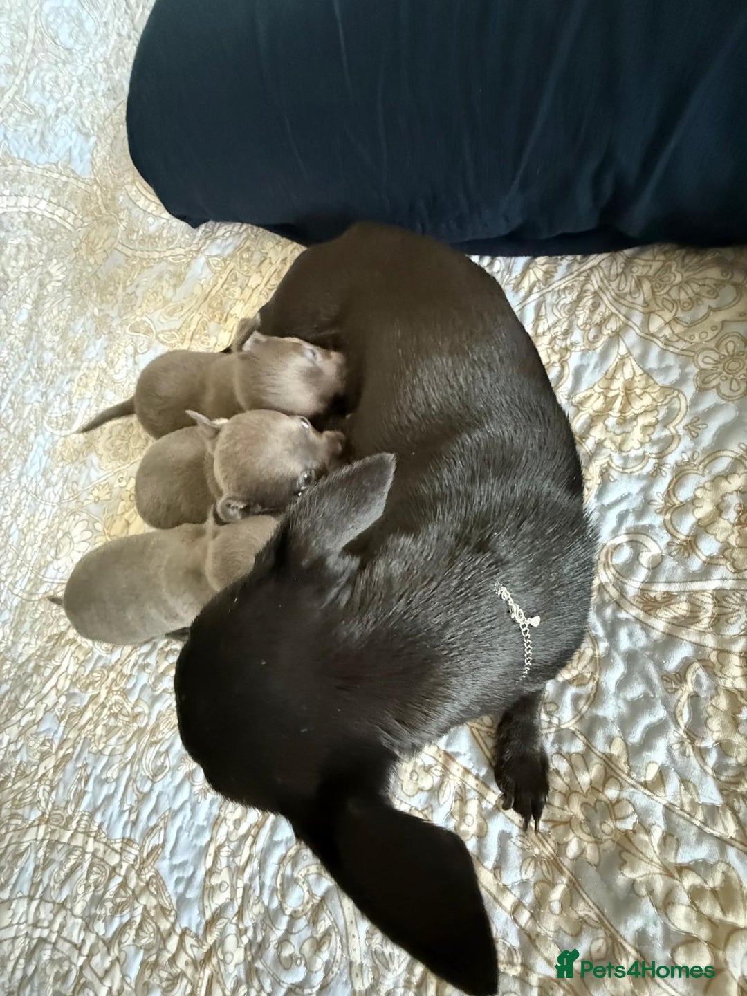 Chihuahua dogs for sale: Best quality Pedigree Puppies KC  - Image 22