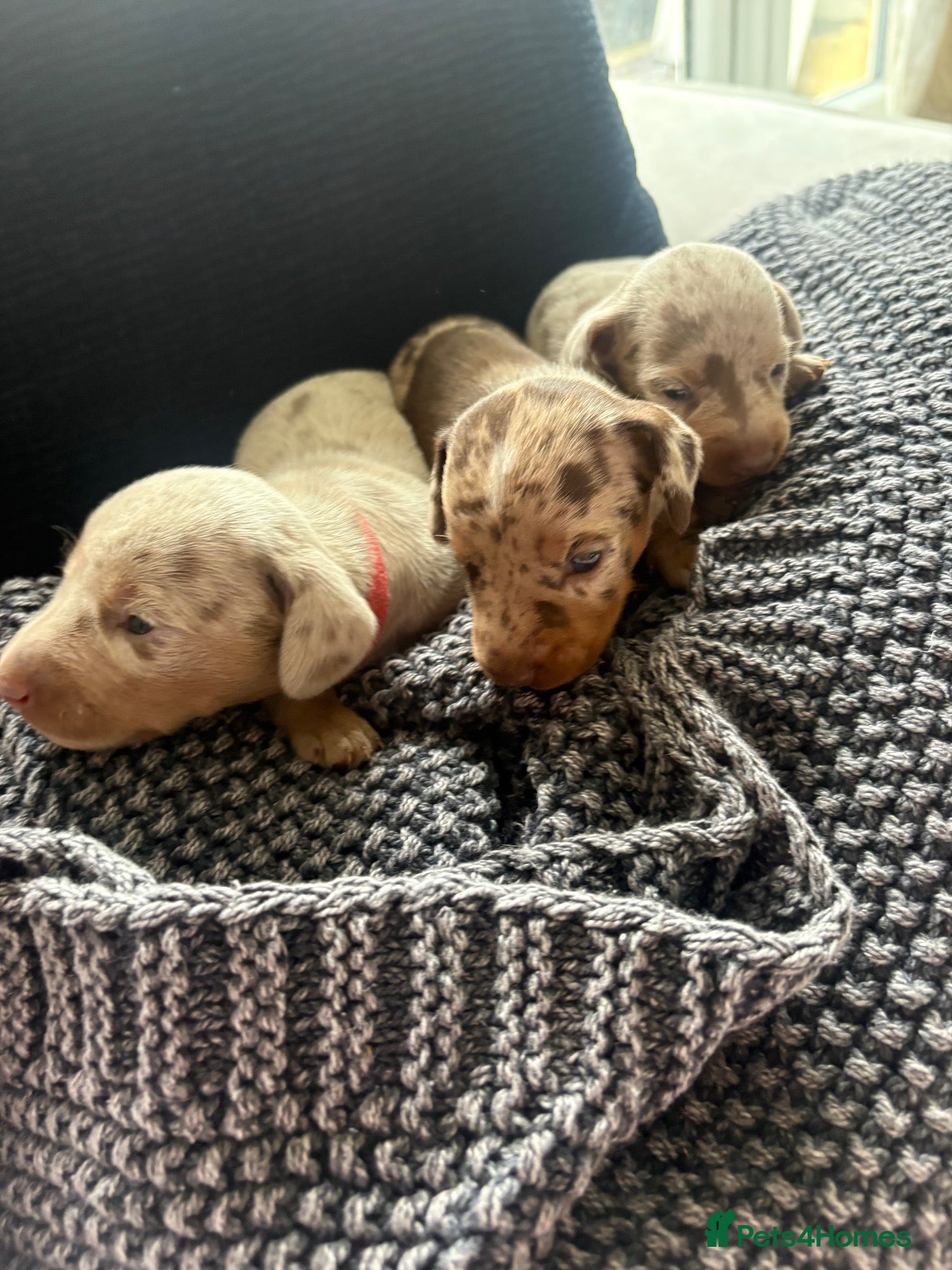 Miniature Dachshund dogs KC Miniature Dachshund Puppies | Champion Lines 🐾 - Advert 2