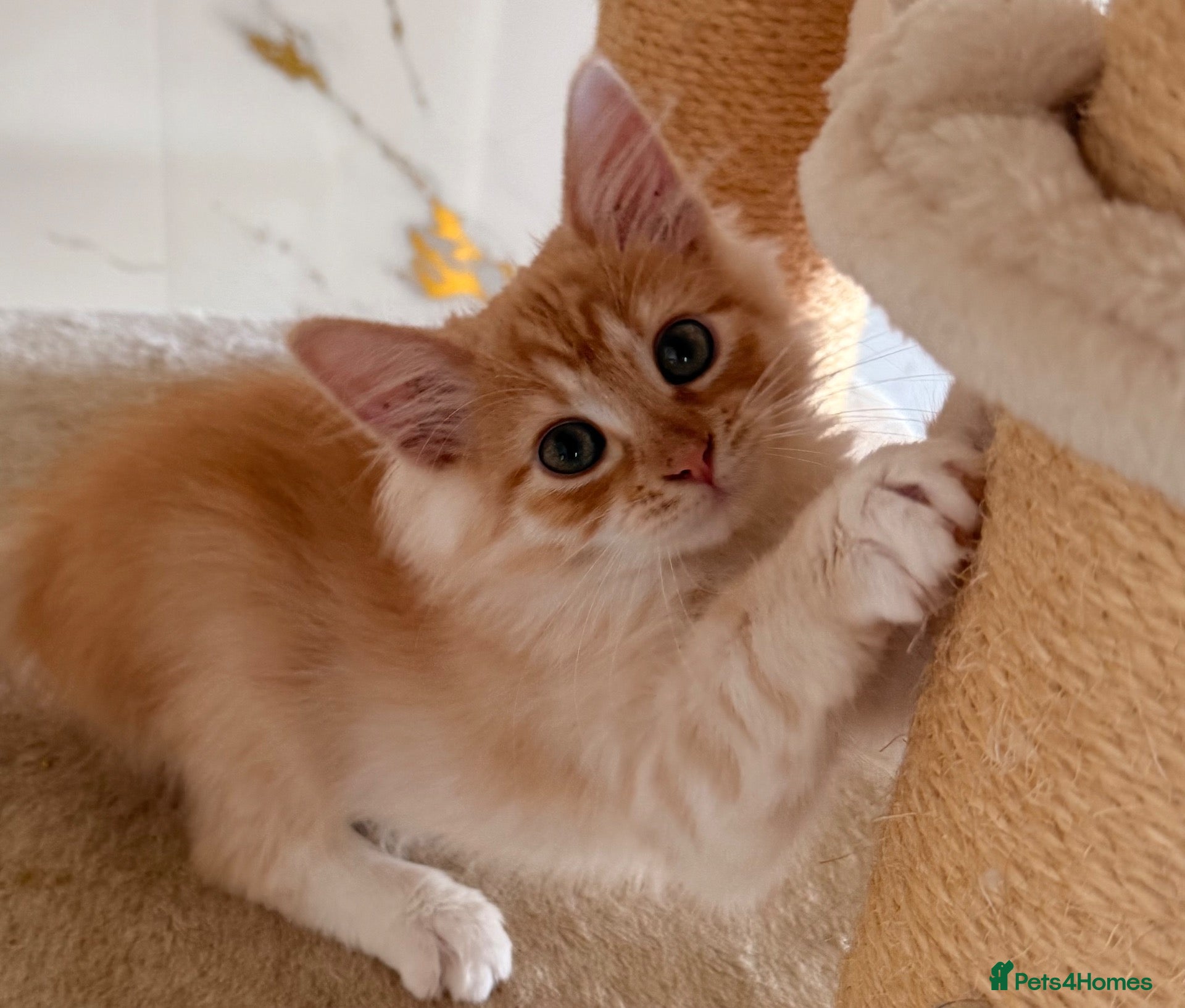 Siberian cats NEW LITTERS imported lines Siberian kittens - Advert 2