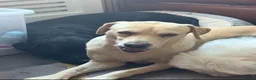 Labrador Retriever dogs for sale: Labrador puppies - Advert 2