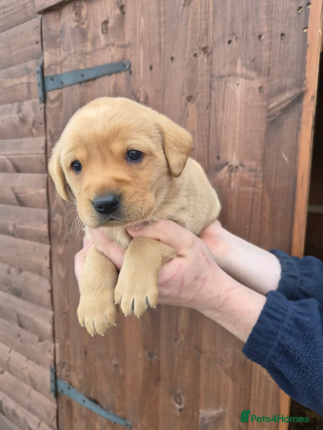 Labrador Retriever dogs for sale: Beautiful Labrador Retriever Puppies for Sale - Advert 19