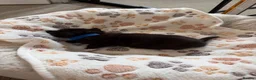 Mixed Breed cats for sale: Gorgeous Black & White Kittens – Boys & Girls - Advert 21