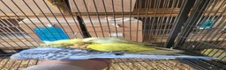 Budgerigars birds for sale: Semi to tame baby Budgies  - Advert 4