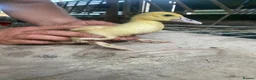 Ducks poultry for sale: Mixed Muscovy duckling for sale  - Advert 5