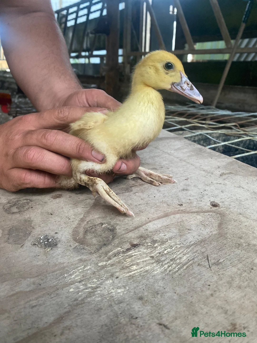 Ducks poultry for sale: Mixed Muscovy duckling for sale  - Advert 5