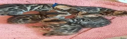 Bengal cats for sale: Absolutely Stunning litter, TICA reg Bengal Cubs  in Bexleyheath - Advert 6