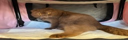 Scottish Fold cats for sale: Ready now - Super Cinnamon Bi Colour Boy - Advert 9