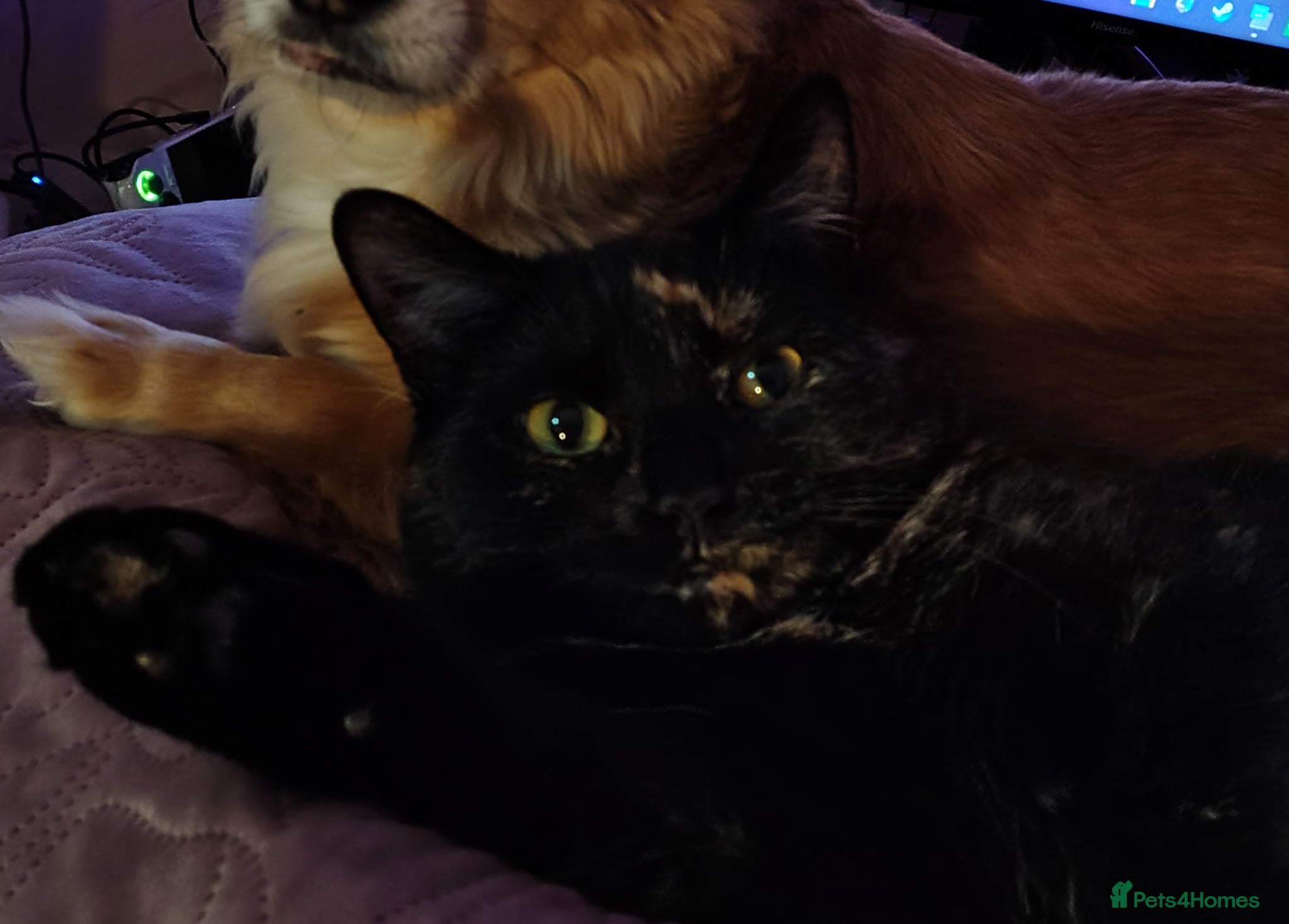 British Shorthair cats Gentle Poppy looking for a forever home  - Advert 1