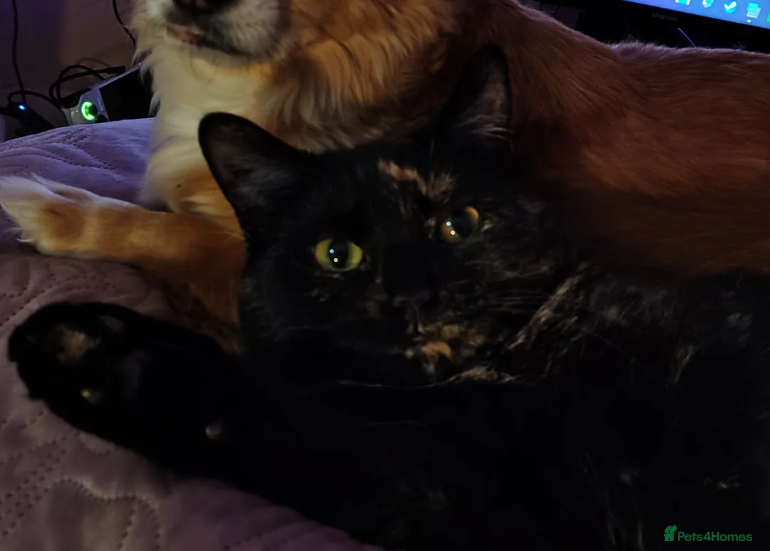 British Shorthair cats for sale: Gentle Poppy looking for a forever home  - Advert 1