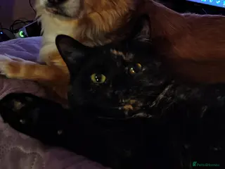 British Shorthair cats Gentle Poppy looking for a forever home - Advert 4