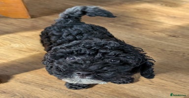 Miniature Poodle dogs - Advert 16