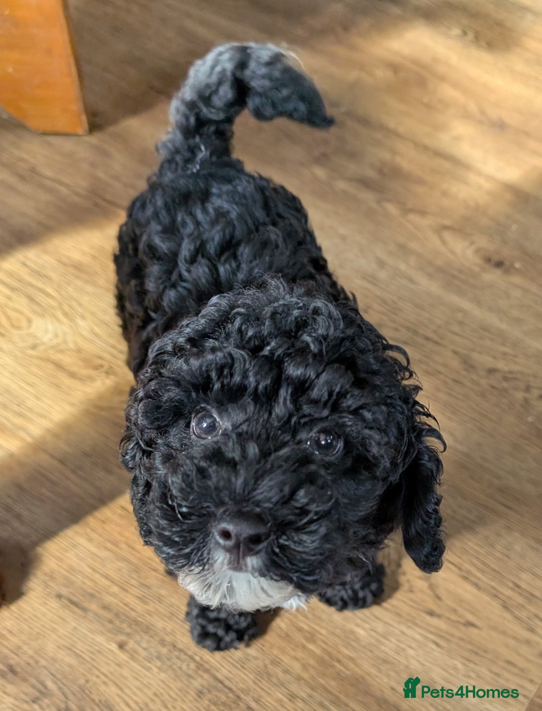 Miniature Poodle dogs for sale: KC registered health tested miniature poodle - Image 3