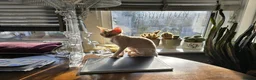 Devon Rex cats for sale: Beautiful active Red Devon Rex  in London - Advert 4