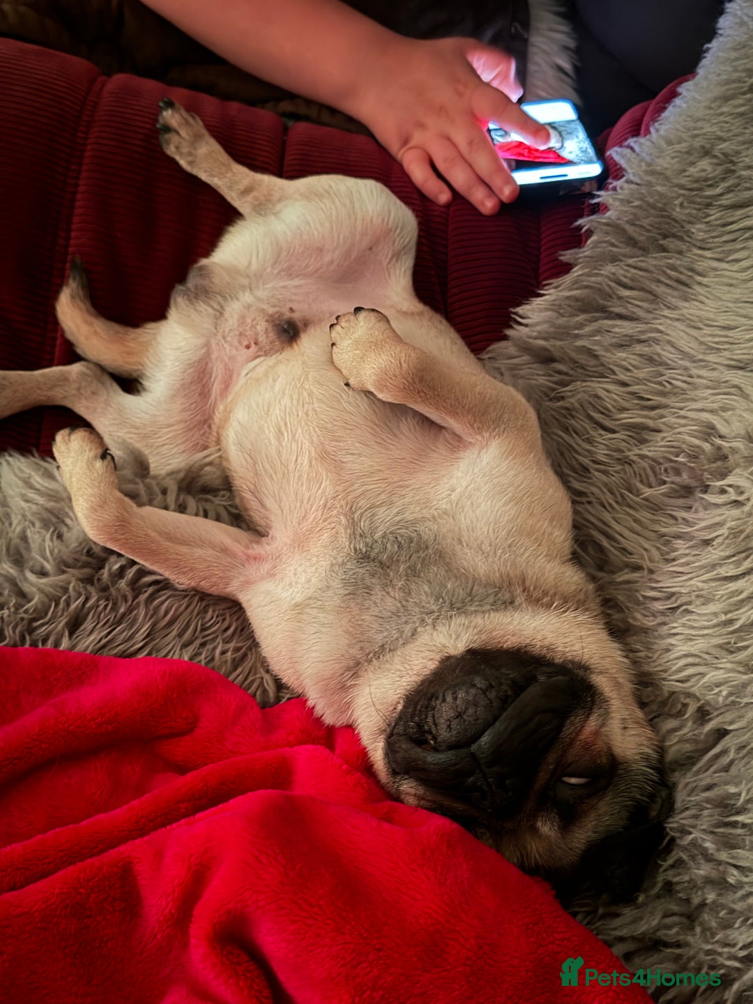 Pug dogs for sale: Bear, the Pug  - Advert 12