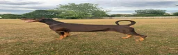 Dobermann dogs for stud: King Zeus -Proven Stud  - Advert 2