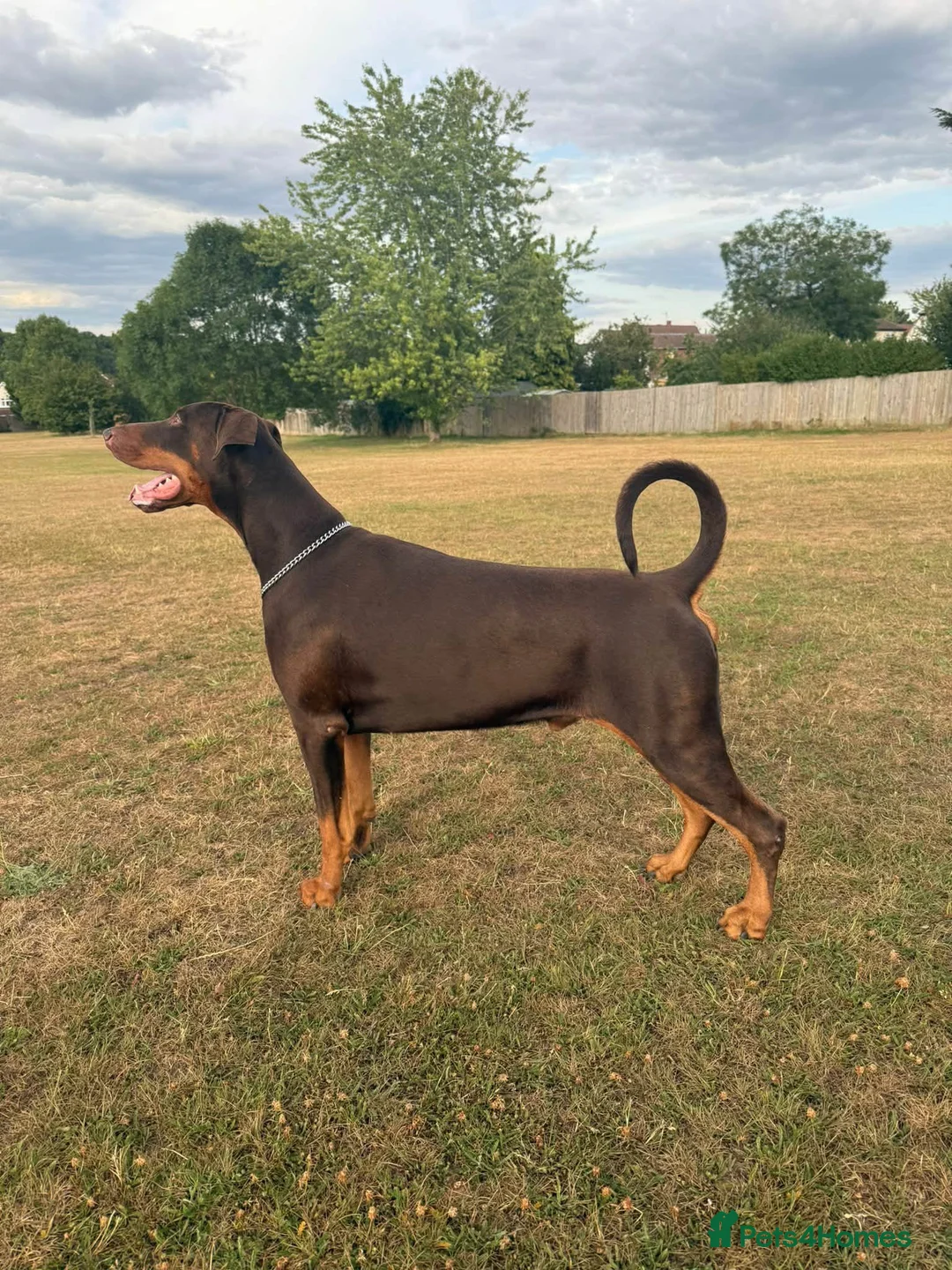 Dobermann dogs for stud: King Zeus -Proven Stud  - Advert 2